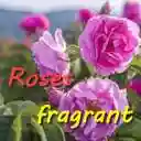 Roses Fragrant Crimea